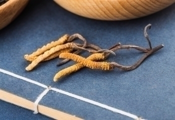 Cordyceps banner