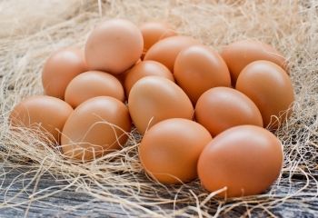Äggprotein banner