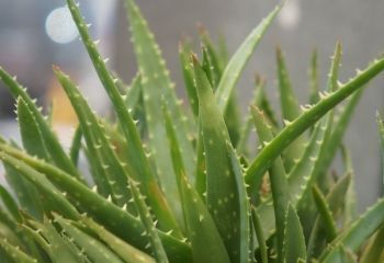 Aloe vera dryck banner